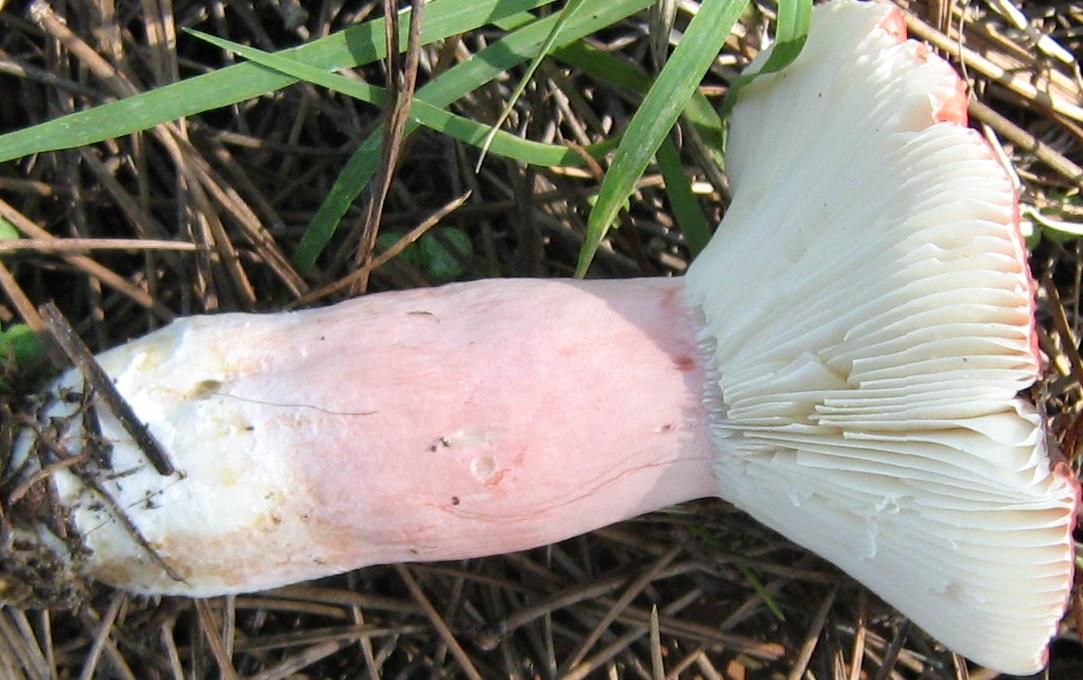Russula da determinare